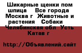 Шикарные щенки пом шпица  - Все города, Москва г. Животные и растения » Собаки   . Челябинская обл.,Усть-Катав г.